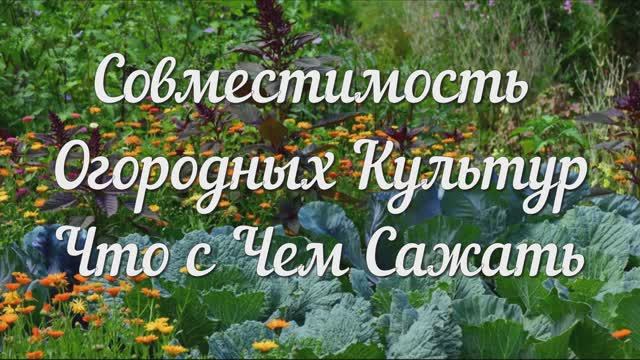 Совместимость Огородных Культур. Соседи по Грядке, Компаньоны и Антагонисты, Подробный Список