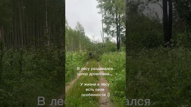 Лесные будни