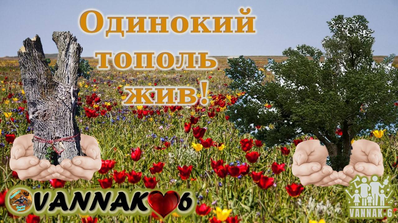 Одинокий тополь - жив!