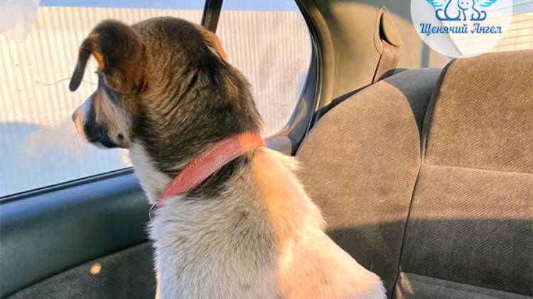 С пополнением нас: пёсик Бим 🐾🐕