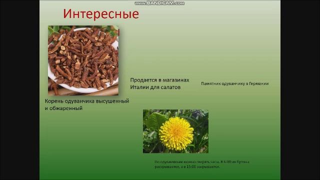 ОДУВАНЧИК ЗОЛОТОЙ