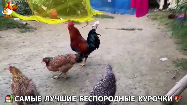 Цыплята и Курочки селяночки лучшие беспородные несушки 🥚 (188)