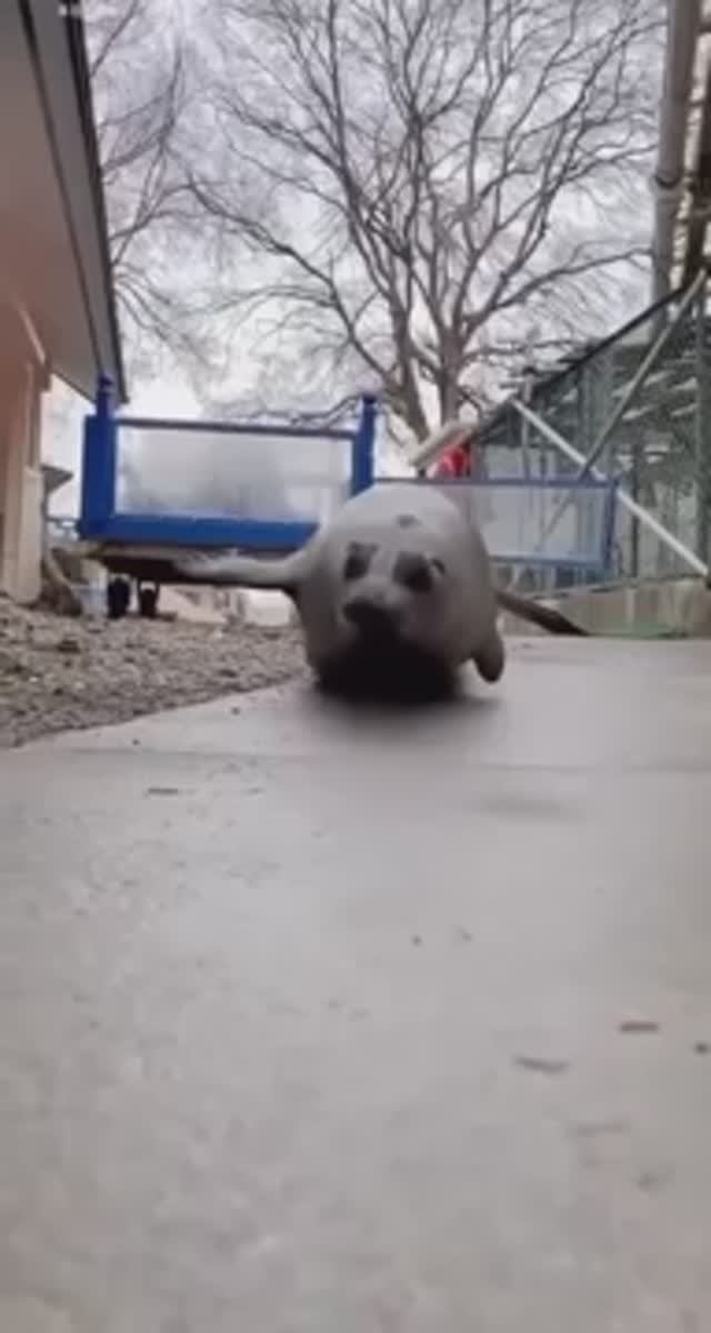 Приколы с животными. 😄😆🤣 Смешное видео. 😂😂😂