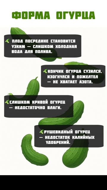 ПОЛЕЗНАЯ подсказка по форме огурцов! #огород #урожай #огурцы