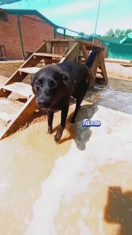 Жара ❥ Приют в Малинках