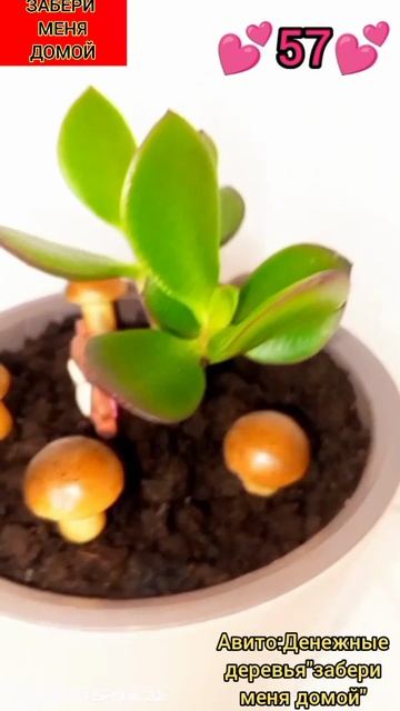 🌳57🌳денежное дерево