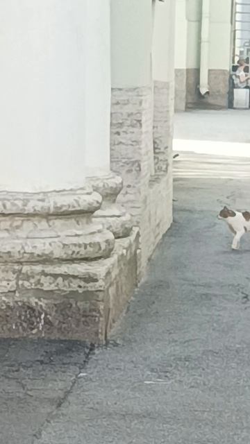 Эрмитажный котик. Петербург