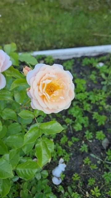 Роза зацвела.