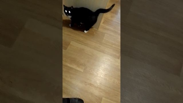 котоняня.июль.первый день