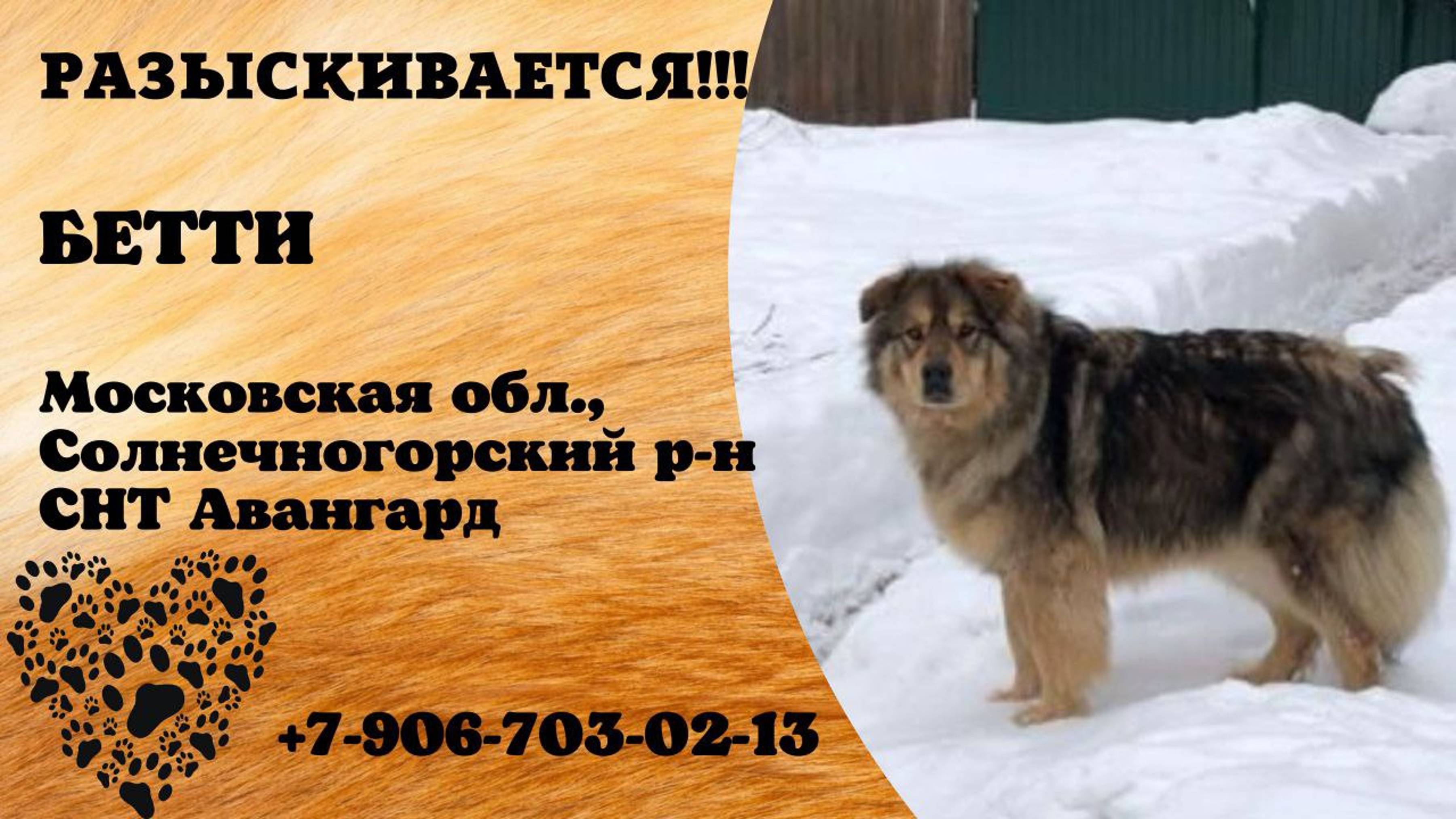 Пропала собака! БЕТТИ.  Московская обл,  Солнечногорский р-он,  СНТ АВАНГАРД