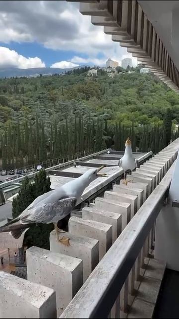 Королева Чаек 😂