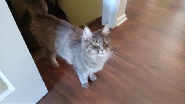 месячные котята Майн Кунихи