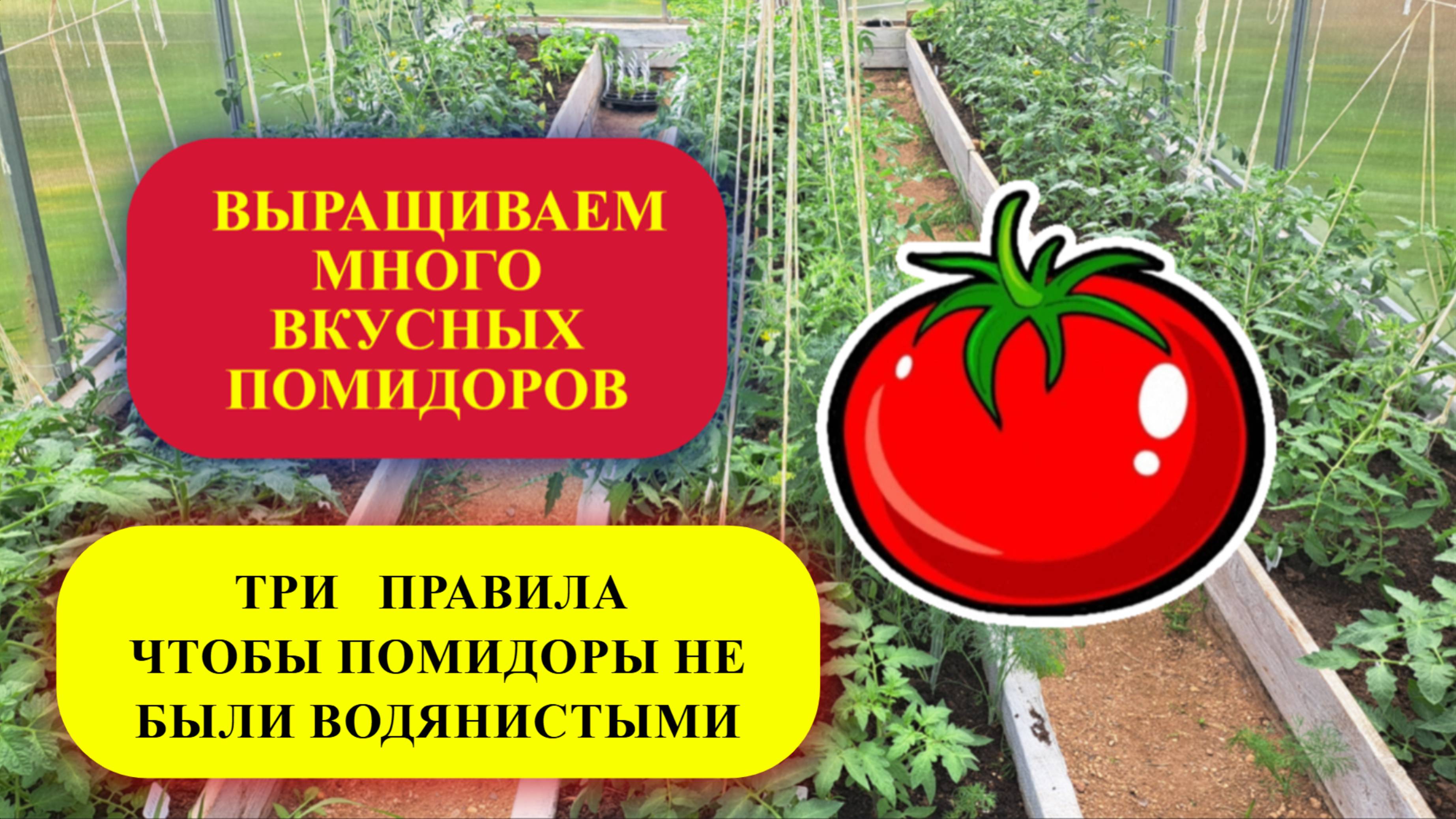5. Три несложных правила и помидоры не будут водянистыми
