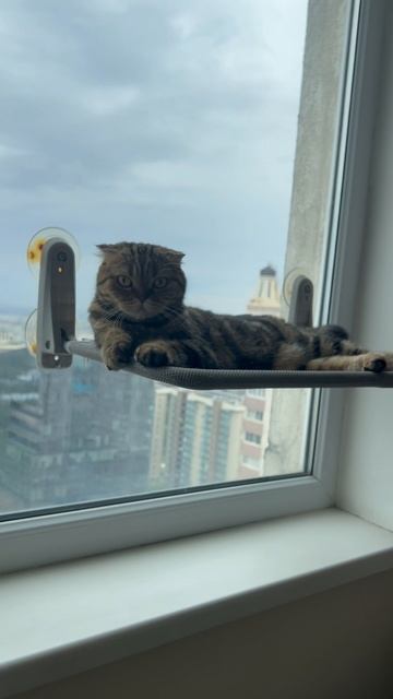 Милая шотландская вислоухая кошечка 🐈