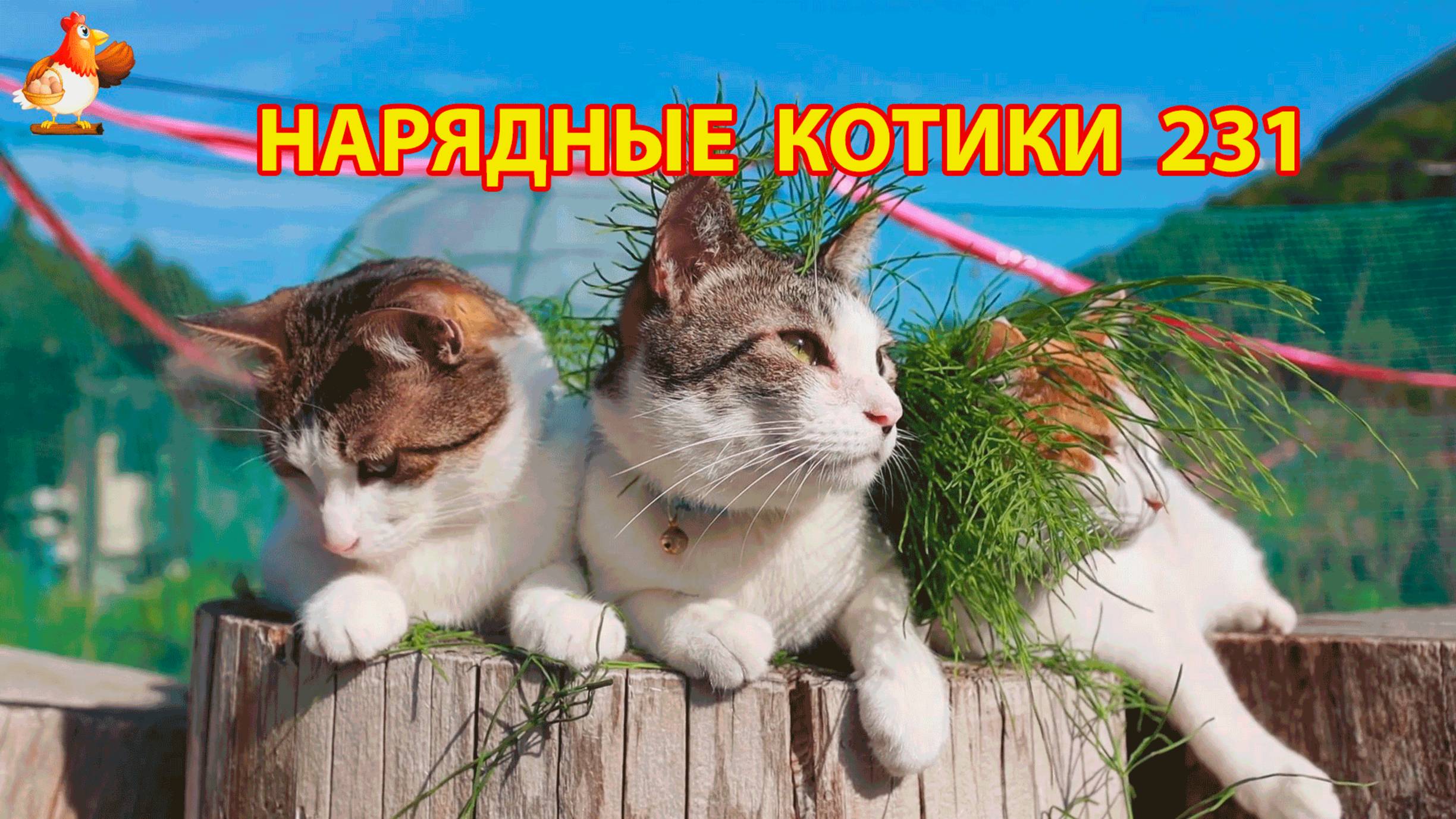 Нарядные Котики расслабляются на солнышке 🌞 🐈🐈🐈 (231)