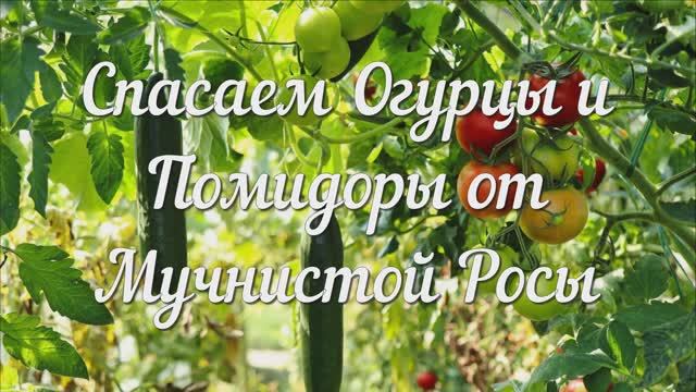Спасаем Огурцы и Помидоры от Мучнистой Росы