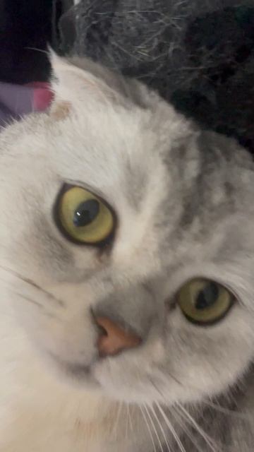 Кот