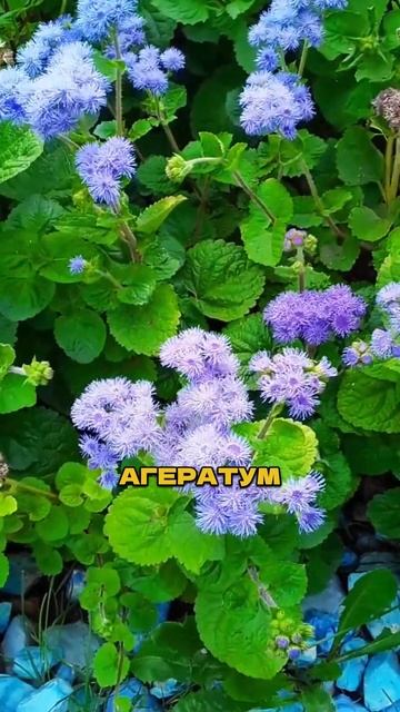 Ч.2 🌺 Посадили и Забыли - цветут ВСЁ ЛЕТО! 😮  #цветы #садоводство  #сад