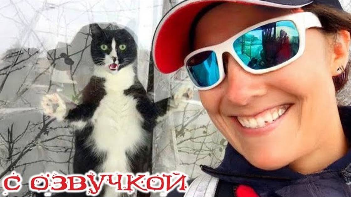 Приколы с котами! СМЕШНЫЕ ЖИВОТНЫЕ! С ОЗВУЧКОЙ! Смешные коты!