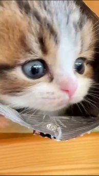 a kitten in a pack of chips