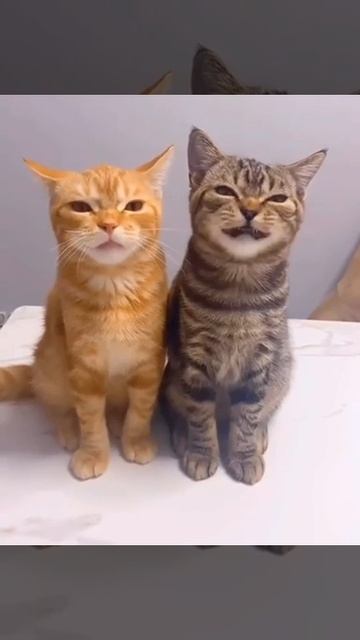 cats sing