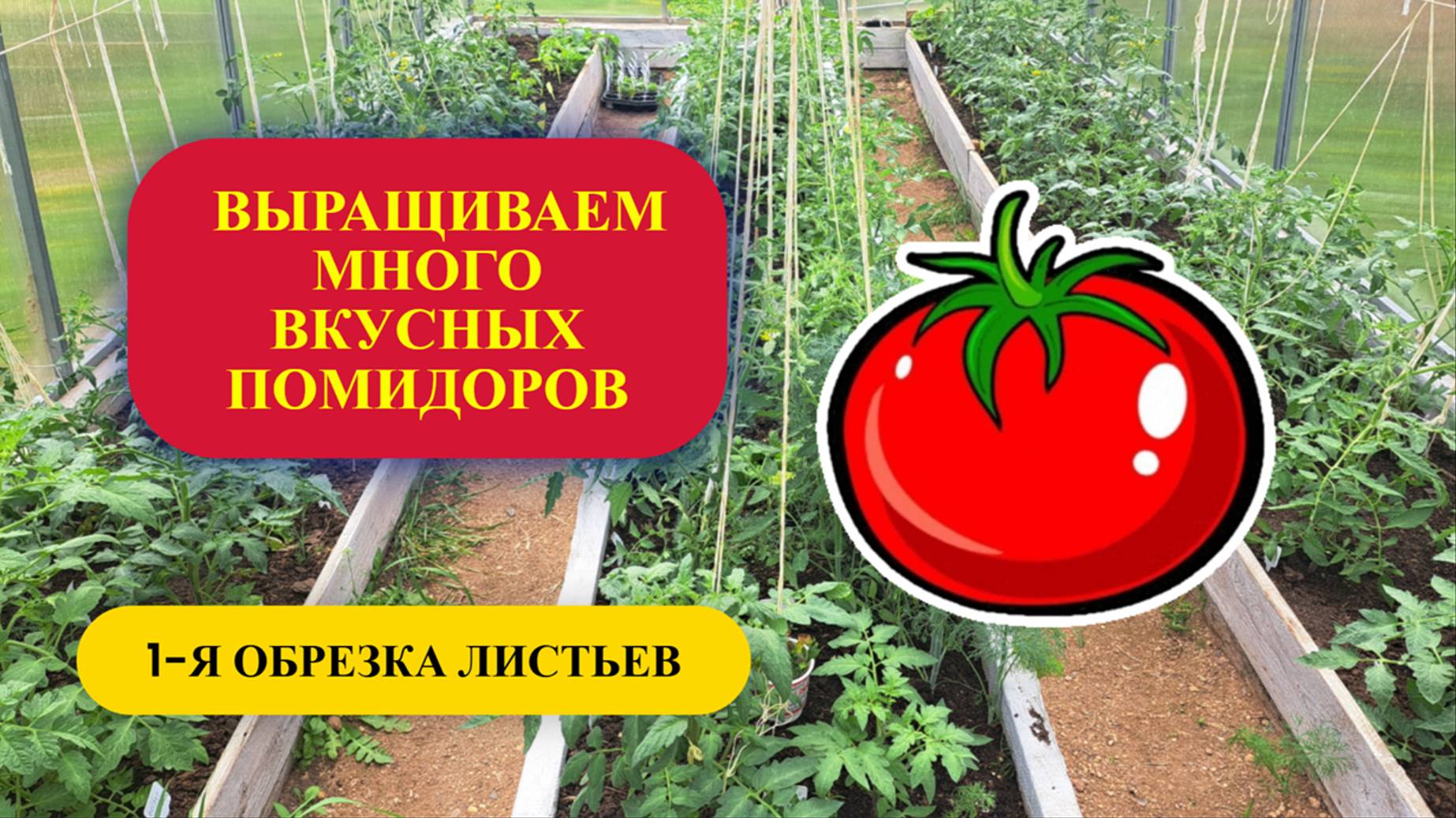 1 ч. Выращиваем много вкусных помидоров.  31 мая - 1-я обрезка листьев