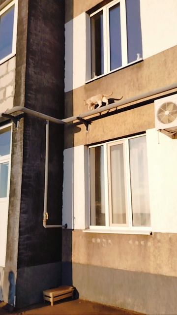 Спасение кота