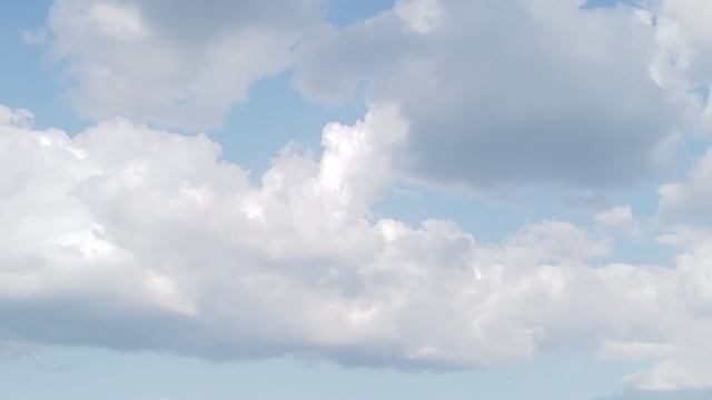 Стрижи в небе