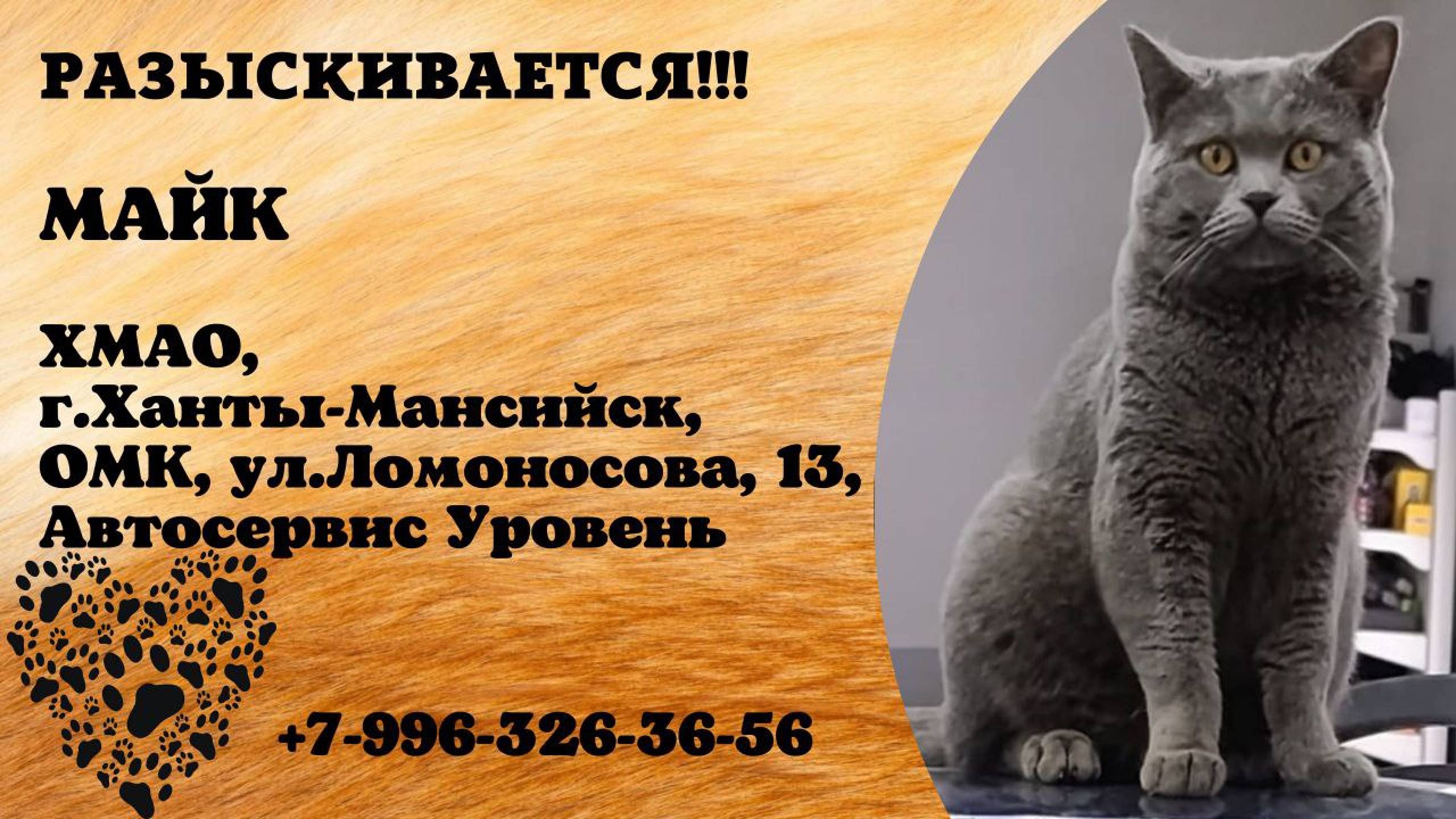 Пропал кот! МАЙК. ХМАО.  г. Ханты-Мансийск, ОМК