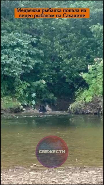 Медвежья рыбалка попала на видео рыбакам на Сахалине