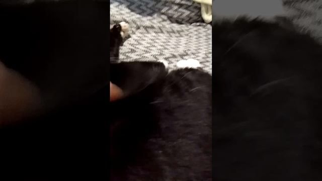VID_20250714_212913.mp4