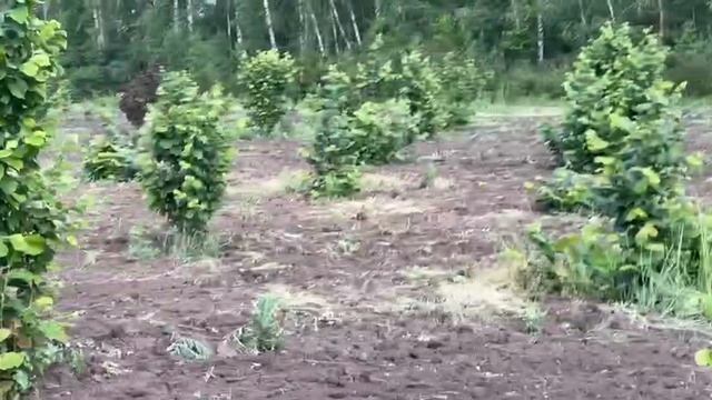 Дискование междурядья в саду фундука