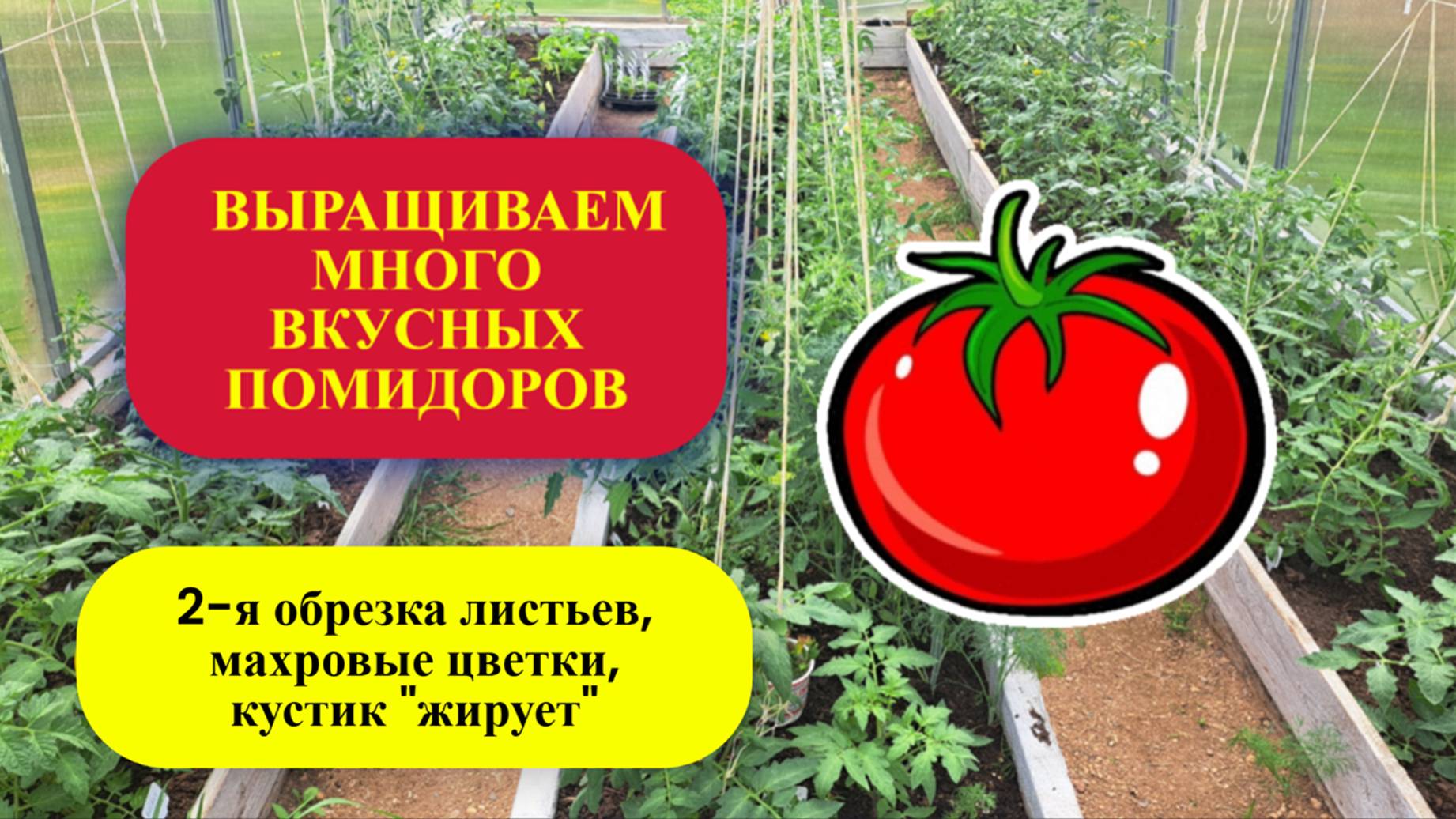 2 ч. 10 июня. Вторая обрезка листьев, махровые цветки, "жирующие" кустики томатов