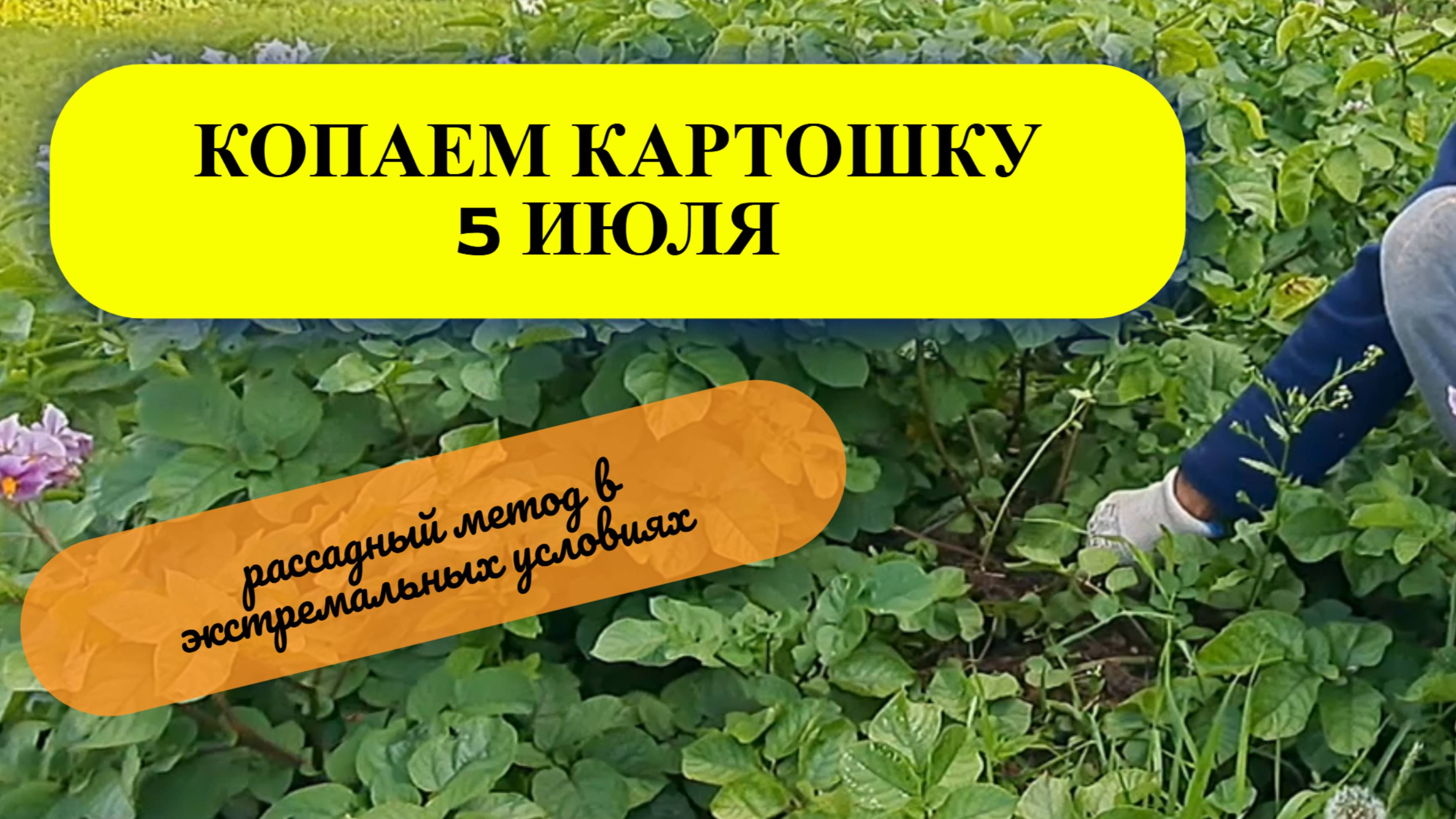 Копаем картошку 5 июля.