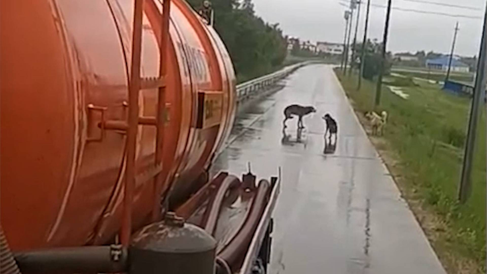 В Красноселькупе лесной обитатель – волк, вышел к людям