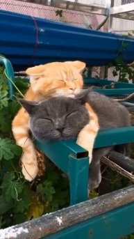 2 sleeping cats