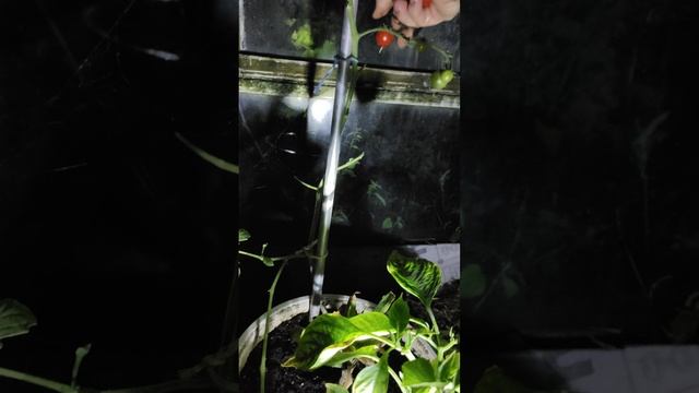 Видео N 117