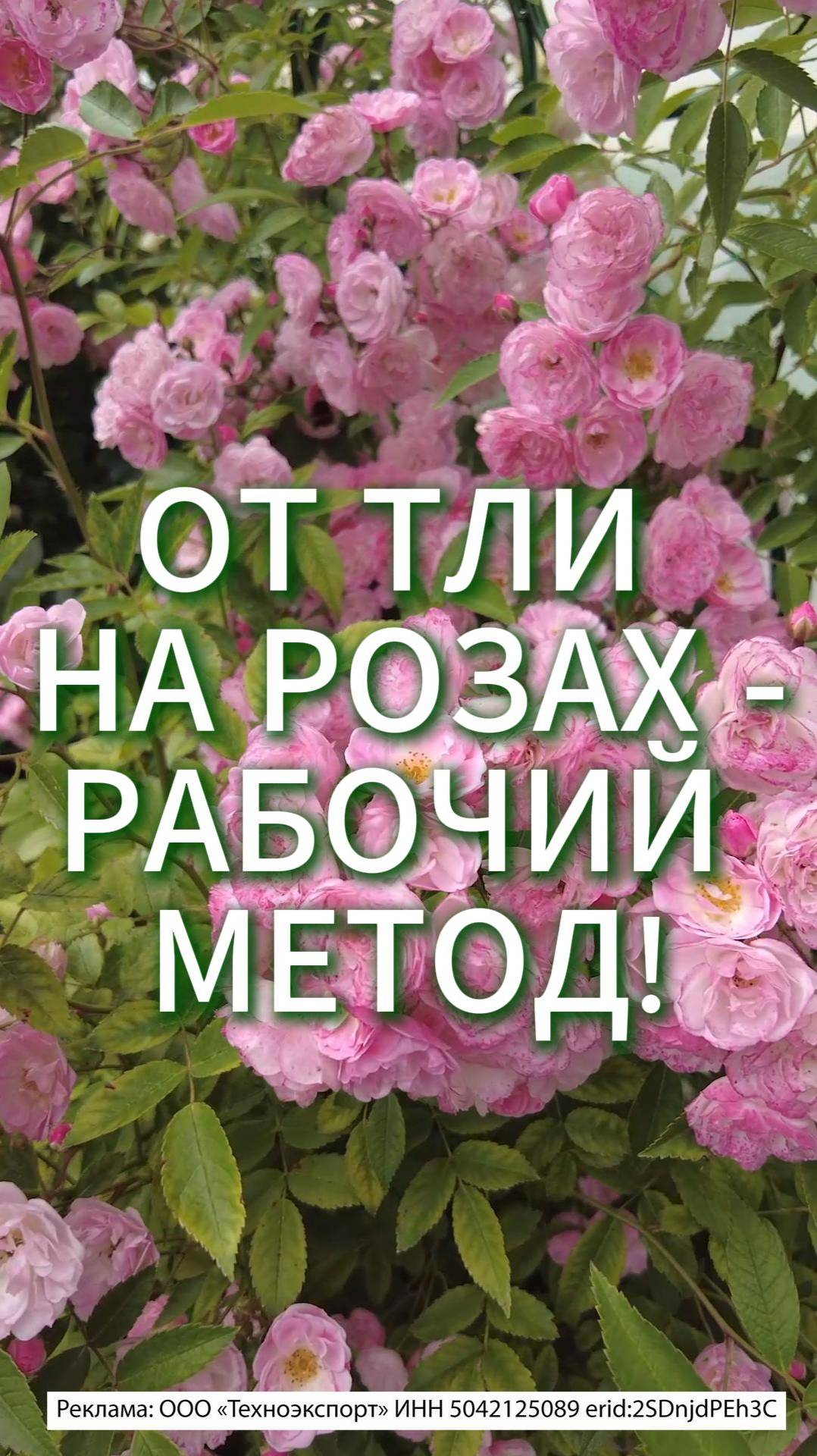 ОТ ТЛИ НА РОЗАХ - РАБОЧИЙ МЕТОД/ РОЗЫ БЕЗ ТЛИ! #сад #розы #огород