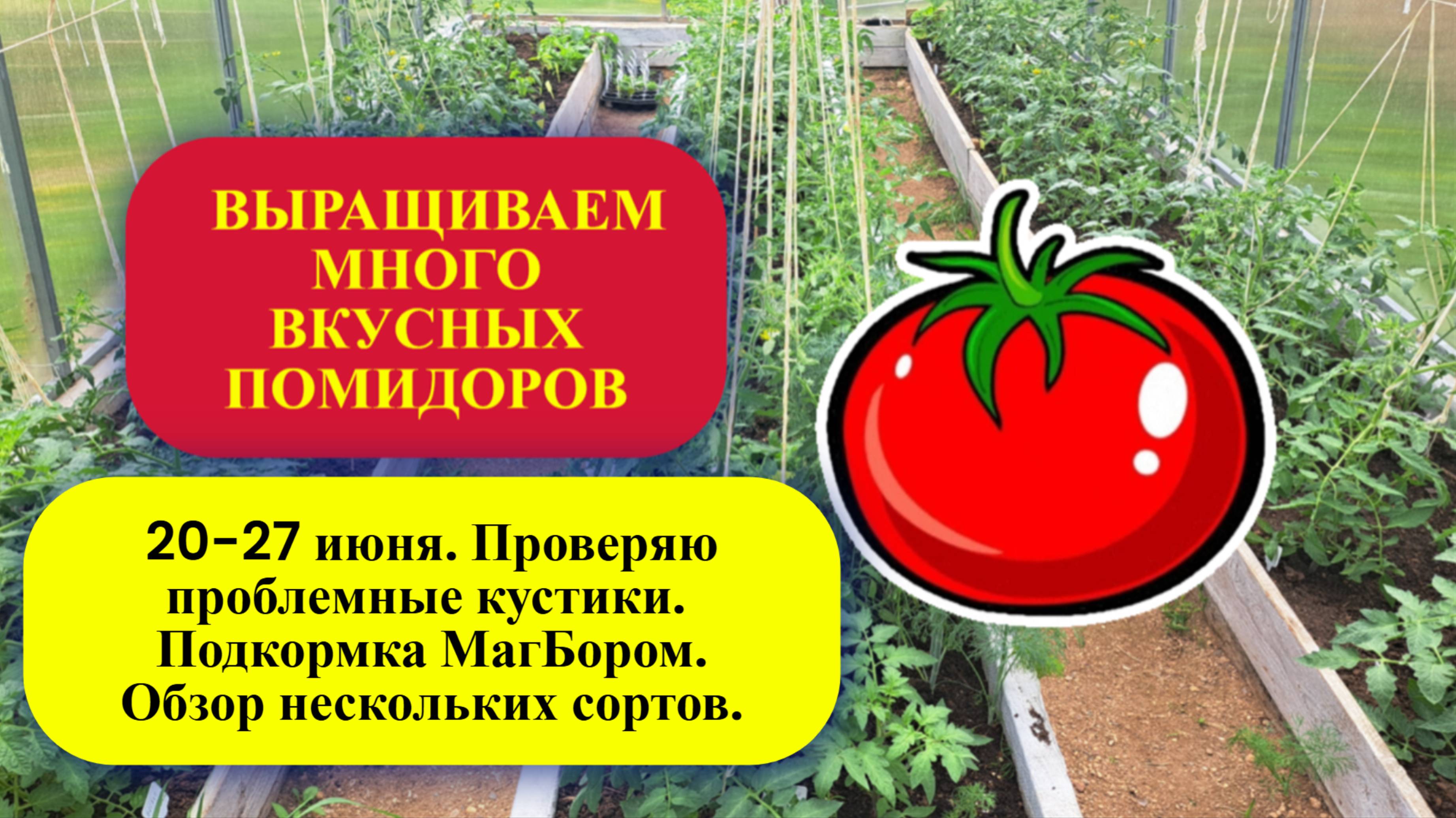 3 ч. 20 июня. Проверяю проблемные кустики. Подкормка МагБором. Обзор нескольких сортов.