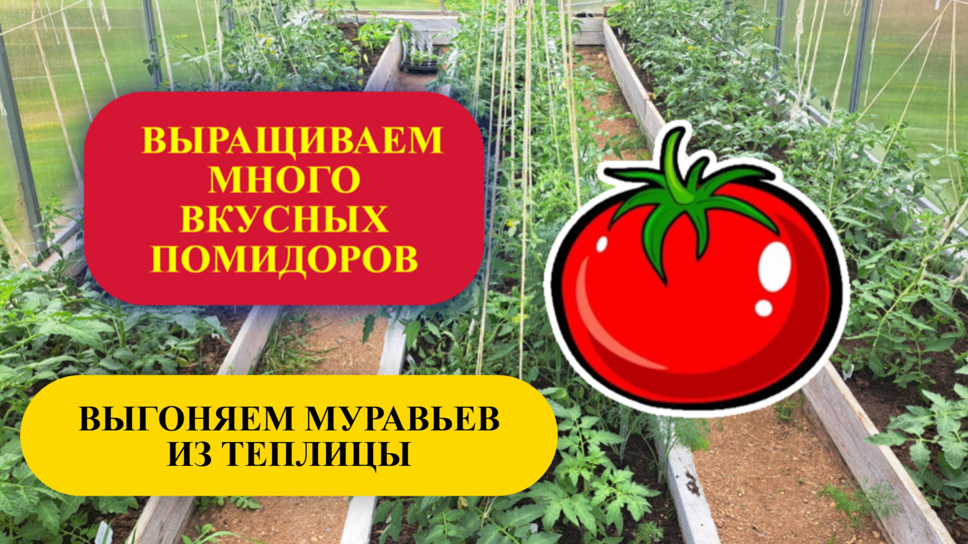 4. Выгоняю муравьев из теплицы.