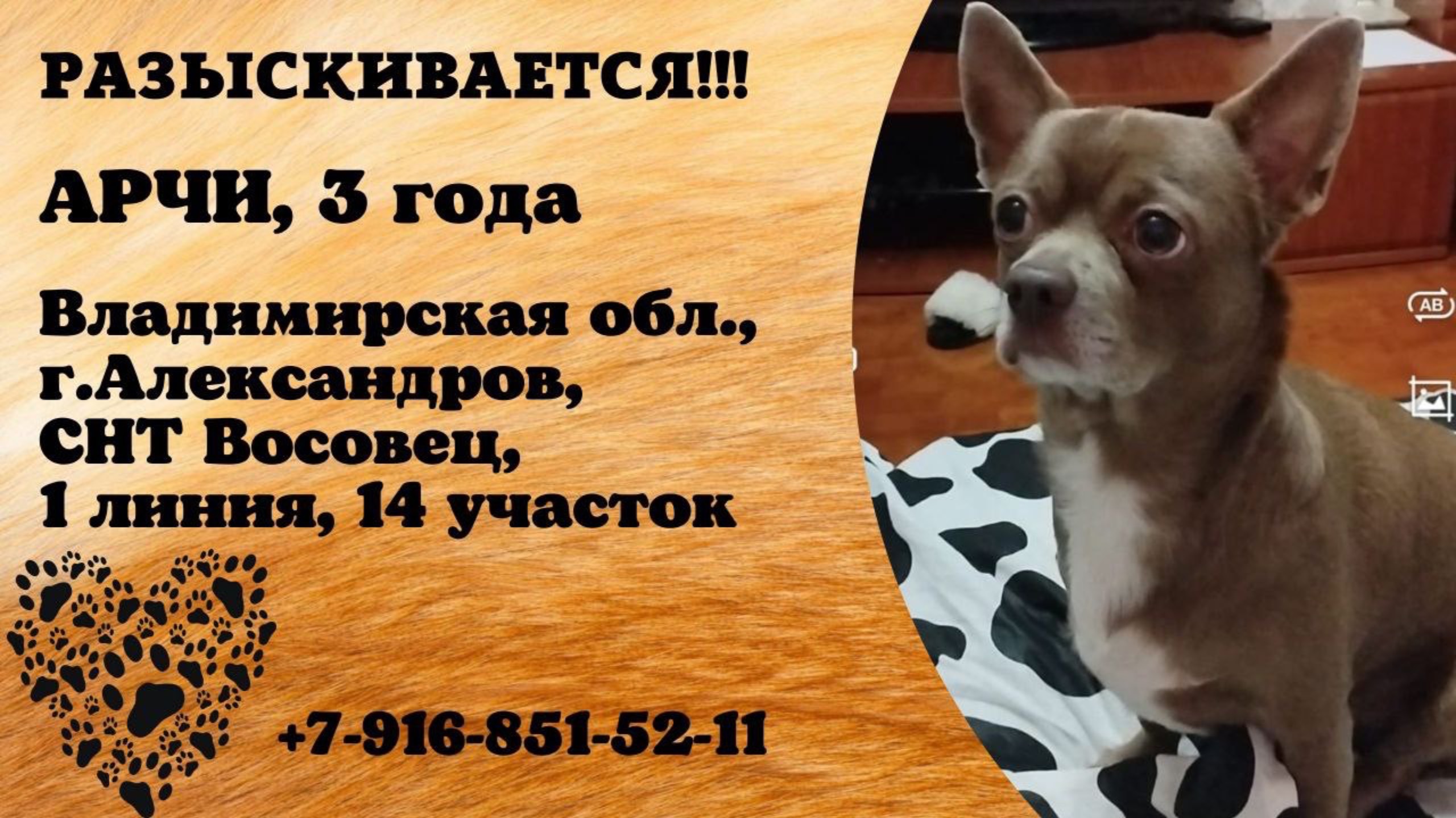 Пропала собака! АРЧИ, 3 года. Владимирская обл., г.Александров.