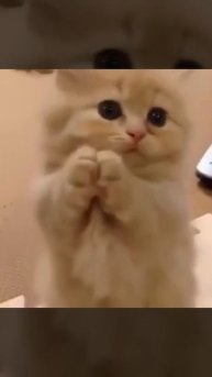 КОТИК ПРОСИТ ВКУСНЕНЬКОГО МОЛОЧКА