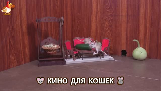 Видео для кошек про крысок развлекать питомцев 🐭🐀😂 (207)