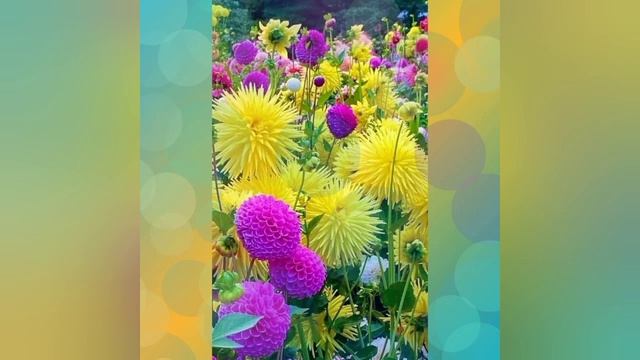 Мой ролик ПЛАНЕТА ЦВЕТОВ.mp4