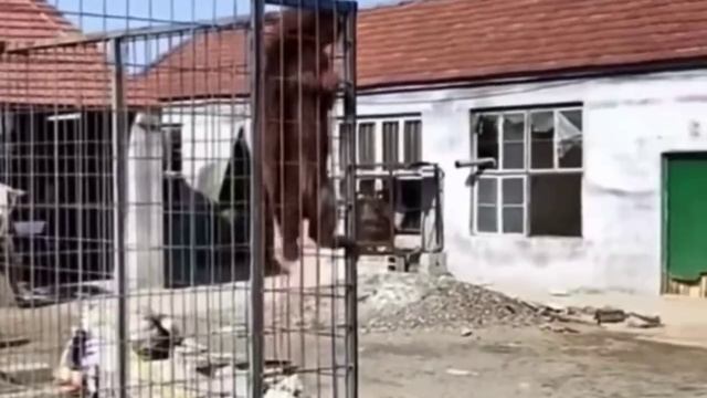 Организованный побег✌️🔓😂