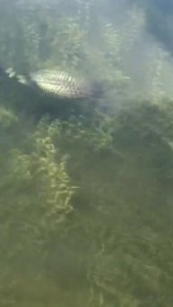 ОХОТИТСЯ ПТИЦА ПОД ВОДОЙ И ДОЛГО ПЛАВАЕТ