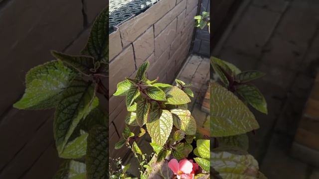 Вариант кадочного оформления для тени и полутени 😍