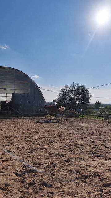 Даша впервые поднимает Каспера в галоп без седла.