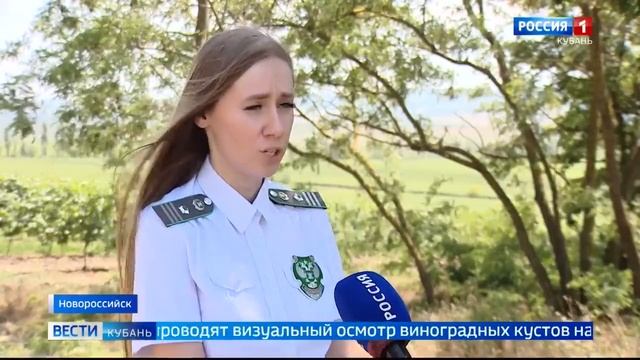 Россельхознадзор проводит инвентаризацию кубанских виноградных насаждений