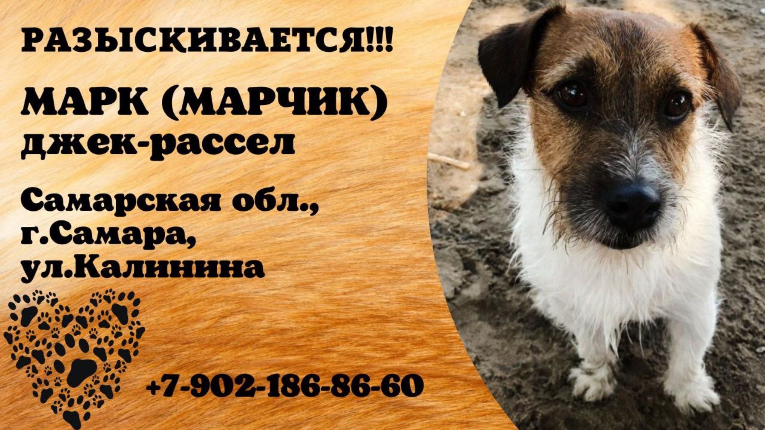 Пропала собака! МАРК (МАРЧИК). Самарская обл., г.Самара.